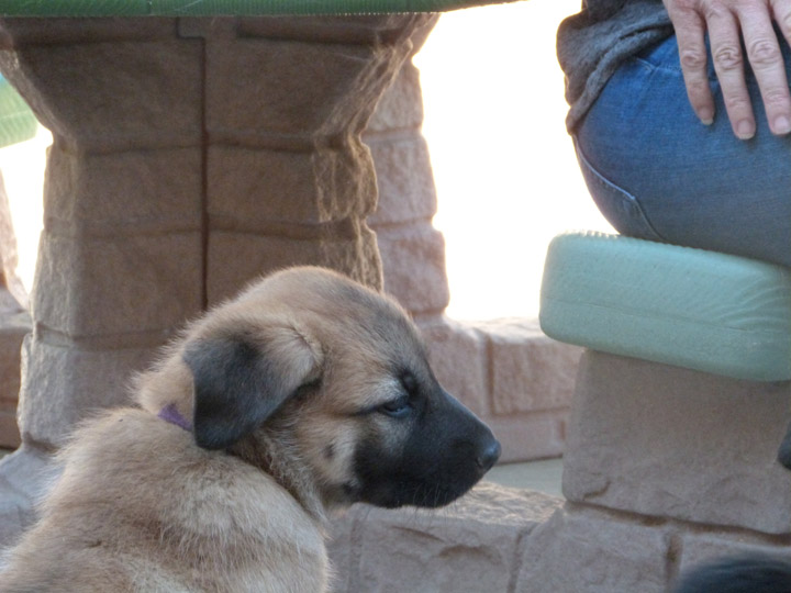 chinook dog